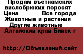 Продам въетнамских вислобрюхих поросят › Цена ­ 2 500 - Все города Животные и растения » Другие животные   . Алтайский край,Бийск г.